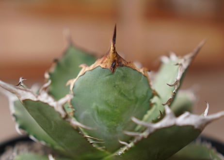 Agave titanota FO-76 A NO.1