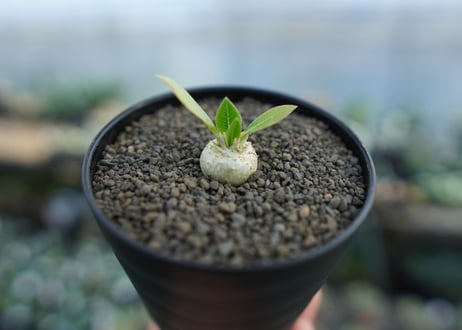 パキポディウム　恵比寿笑い　Pachypodium brevicaule　No.1