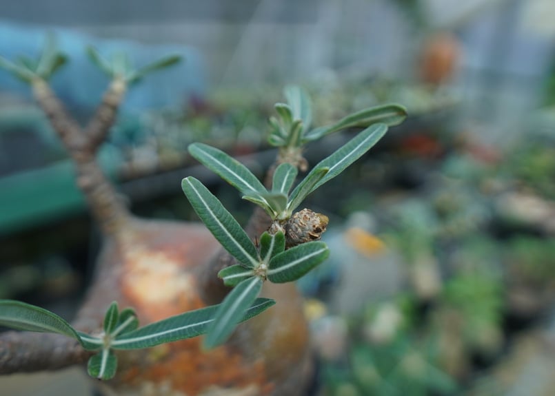 パキポディウム グラキリス Pachypodium gracilius ② パキポディウム グラキリス 2頭 Pachypodium gracilius 発根済