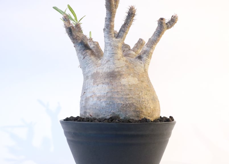 パキポディウム グラキリス No.128 | mana's farm:塊根植物・アガベ・ド