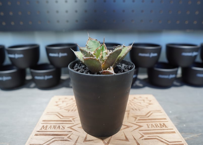 アガベ チタノタ FO-76 No.4 | mana's farm:塊根植物・アガベ・ドライガ