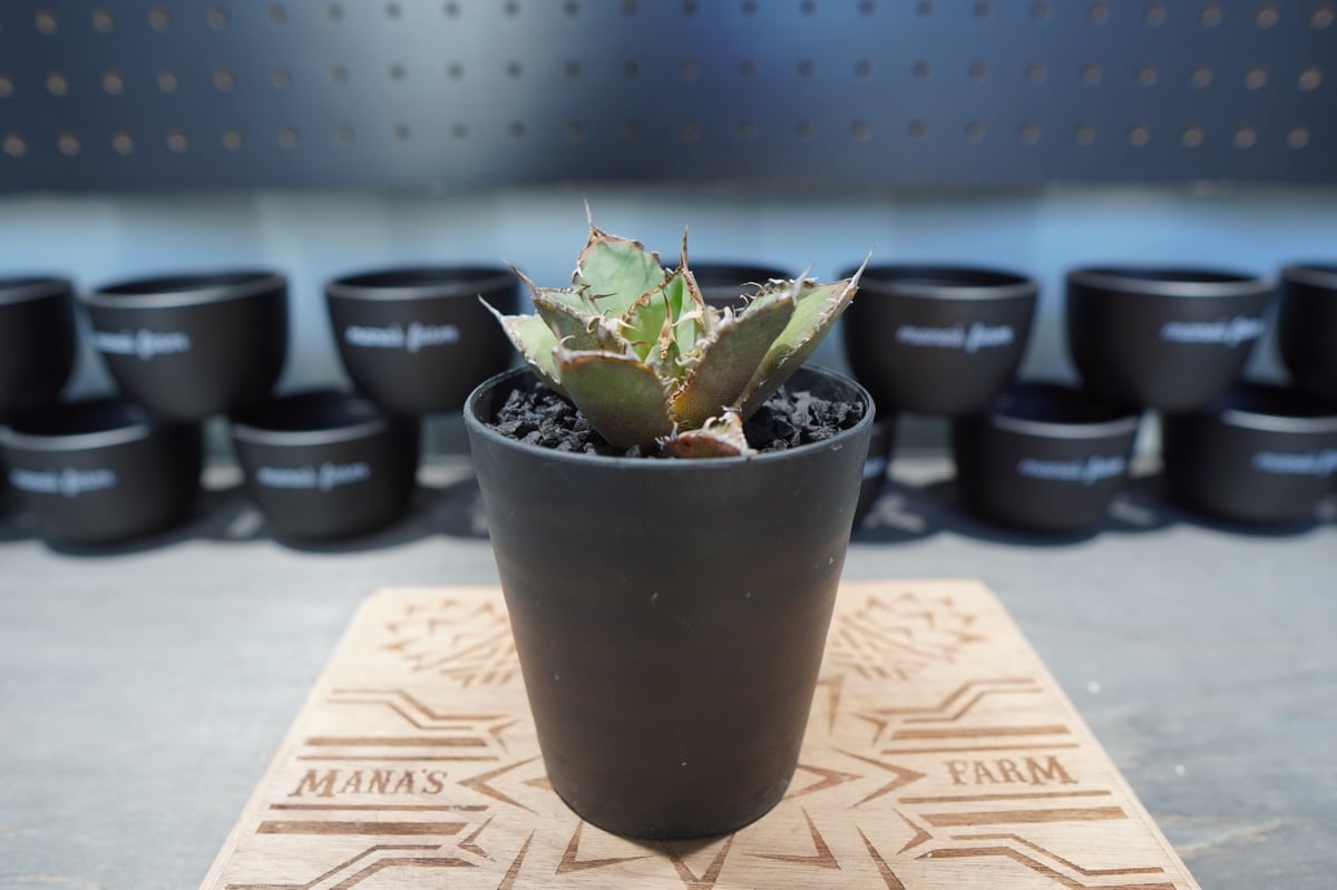 アガベ チタノタ FO-76 No.4 | mana's farm:塊根植物・アガベ・ドライガ