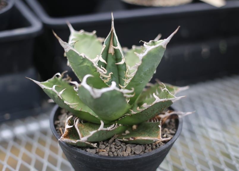 アガベ チタノタ オテロイ 現品鉢ごと 園芸ネット本店｜[送料無料]アガベ：オテロイ（チタノタ FO-076）5号