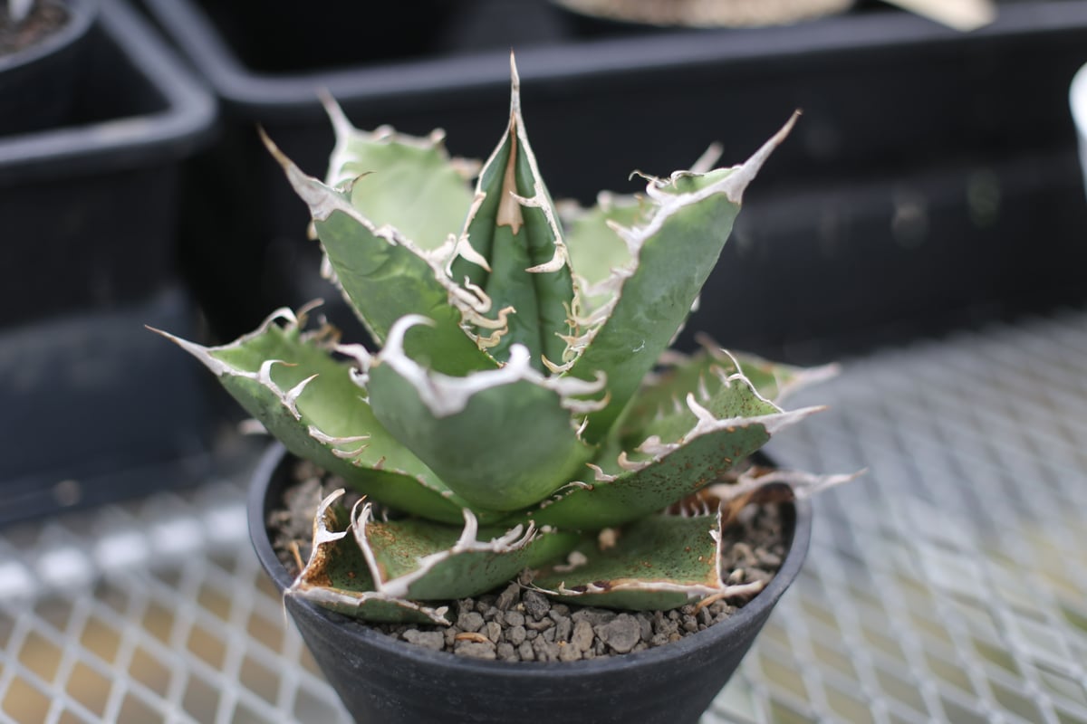 チタノタ　オテロイ　NO.1 50cmオーバー アガベ チタノタ オテロイ | mana's farm:塊根植物・アガベ・ドライ