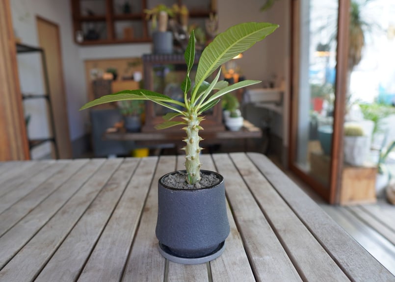 パキポディウム バロニー 実生 Pachypodium baronii | mana's fa