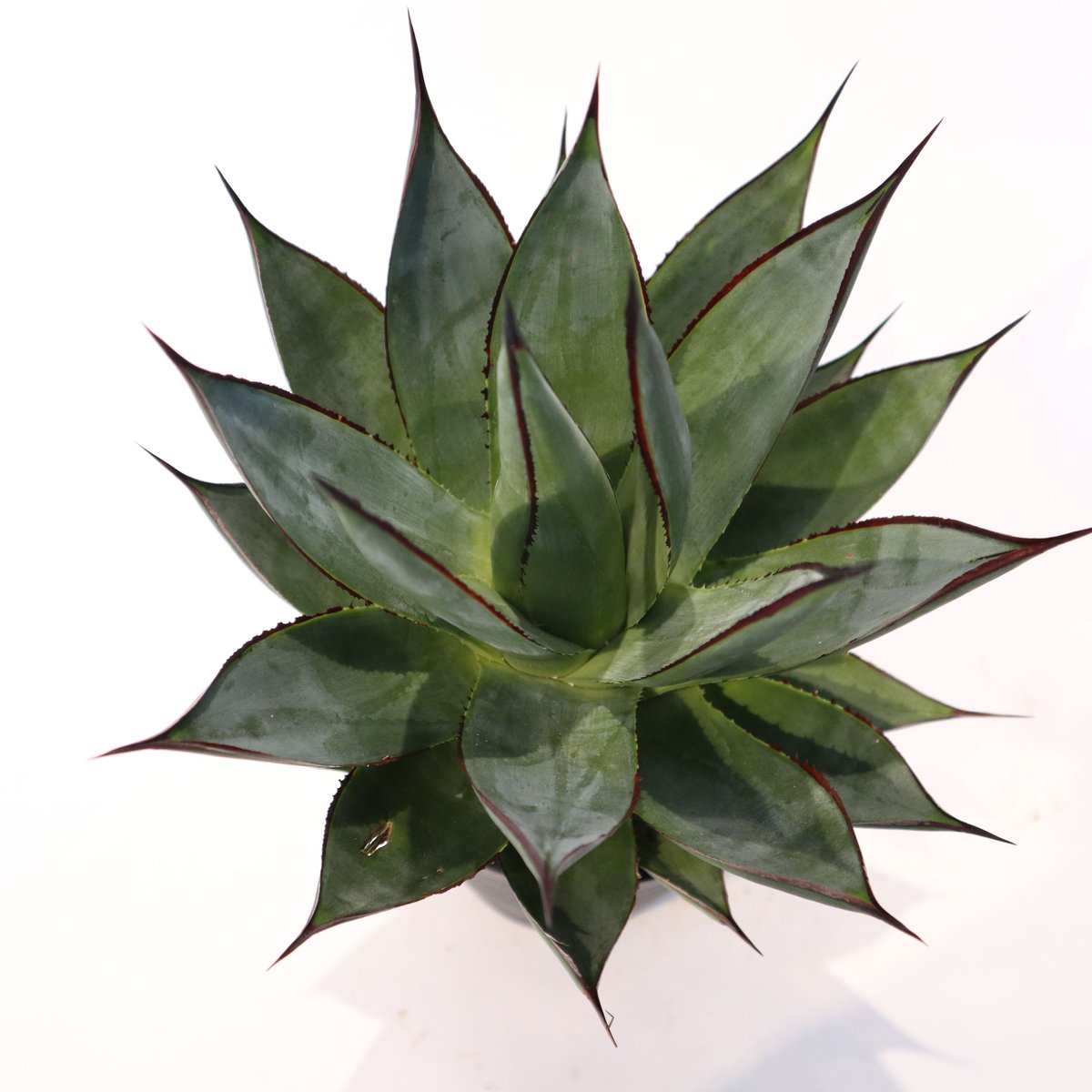 アガベ ブルーグロー | mana's farm:塊根植物・アガベ・ドライガーデン