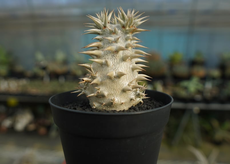 パキポディウム 恵比寿大黒 Pachypodium Densicaule | mana's f