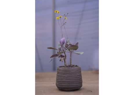 オトンナ　トリプルネルビア Othonna triplinervia