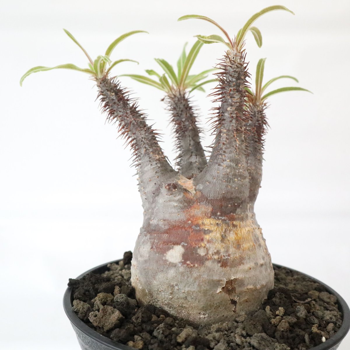 マ*ツ様 多幹塊根植物 パキポディウムグラキリス パキポディウム グラキリス no.78 | mana's farm:塊根植物・アガベ