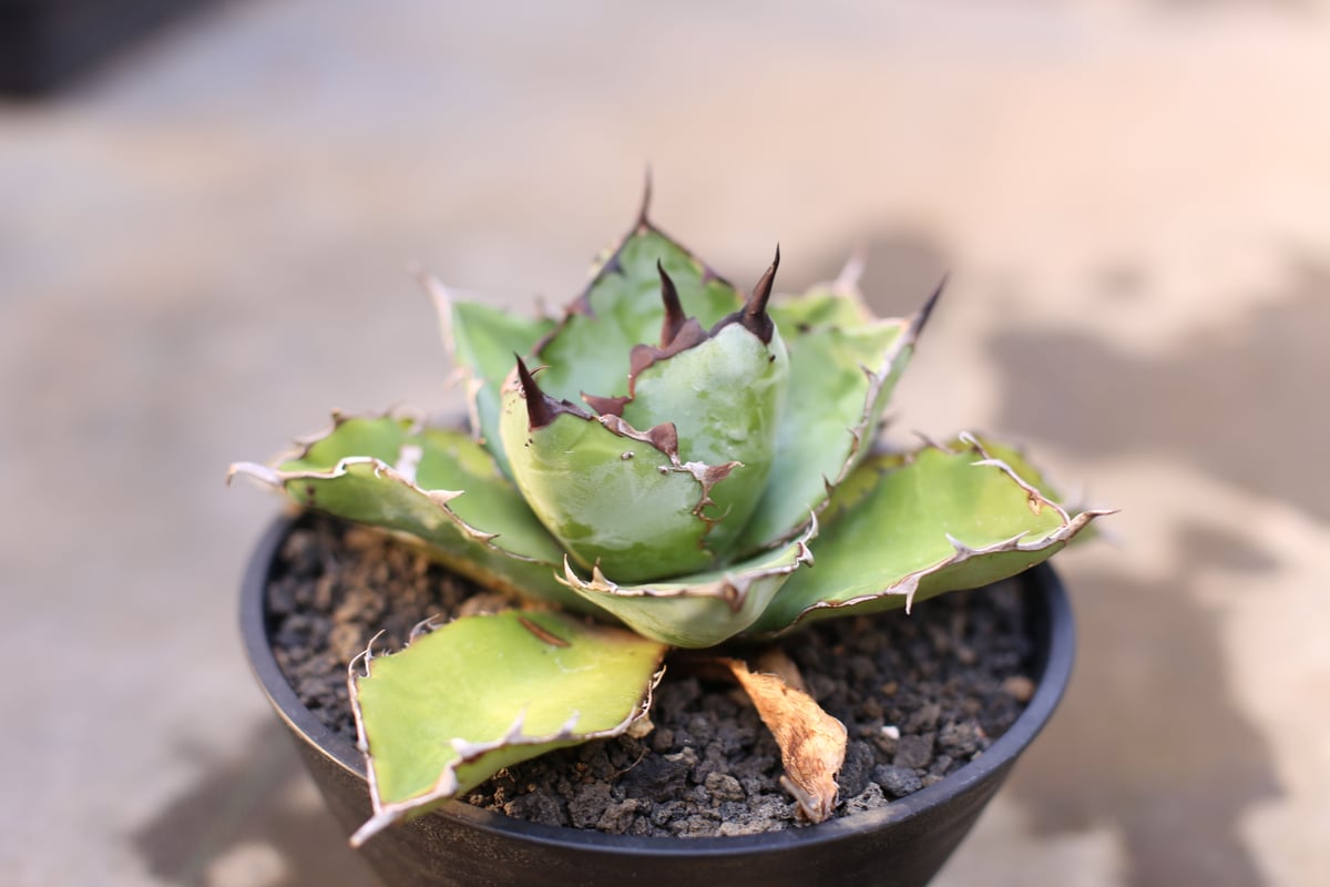 ブラックアンドブルー 子株つき | mana's farm:塊根植物・アガベ