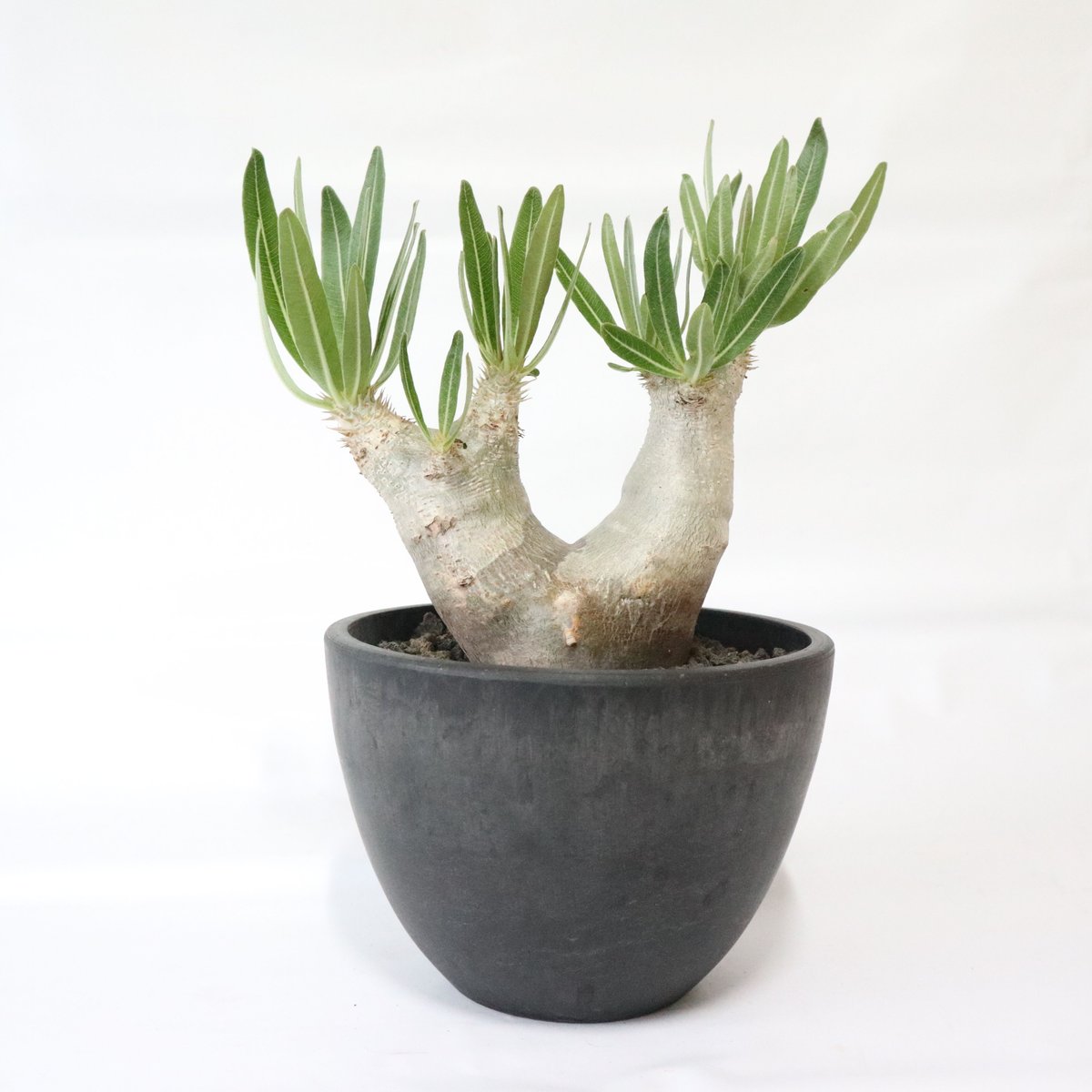 パキポディウム イノピナツム | mana's farm:塊根植物・アガベ・ドライ