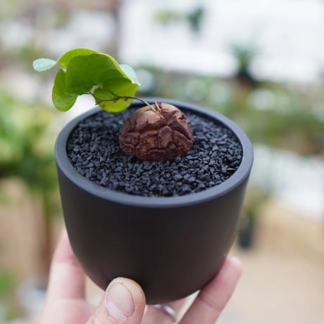 dioscorea | STORES