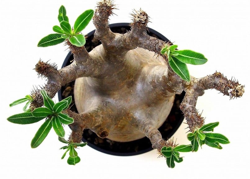 Pachypodium Gracilius パキポディウム グラキリス №5 | mana