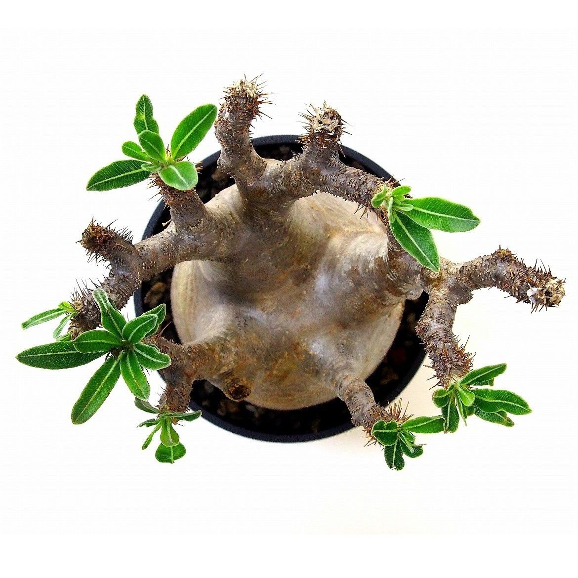 Pachypodium Gracilius パキポディウム グラキリス №5 | mana