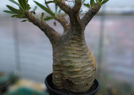 パキポディウム　グラキリス　Pachypodium  Gracilius No.3