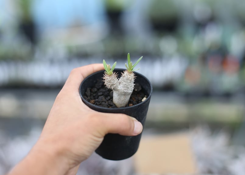 パキポディウム イノピナツム 国内実生 | mana's farm:塊根植物