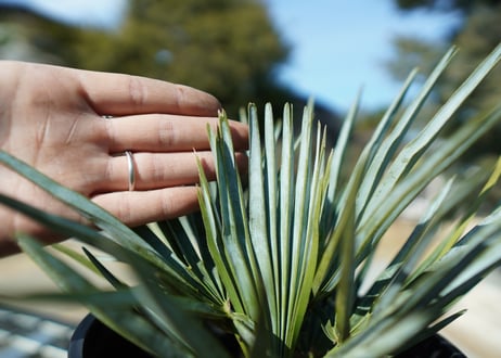 チャメロプス　セリフェラ 　Chamaerops humilis var. Cerifera  No.2