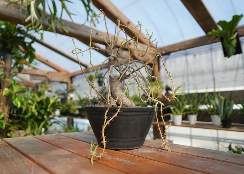 パキポディウム サキュレンタム | mana's farm:塊根植物・アガベ