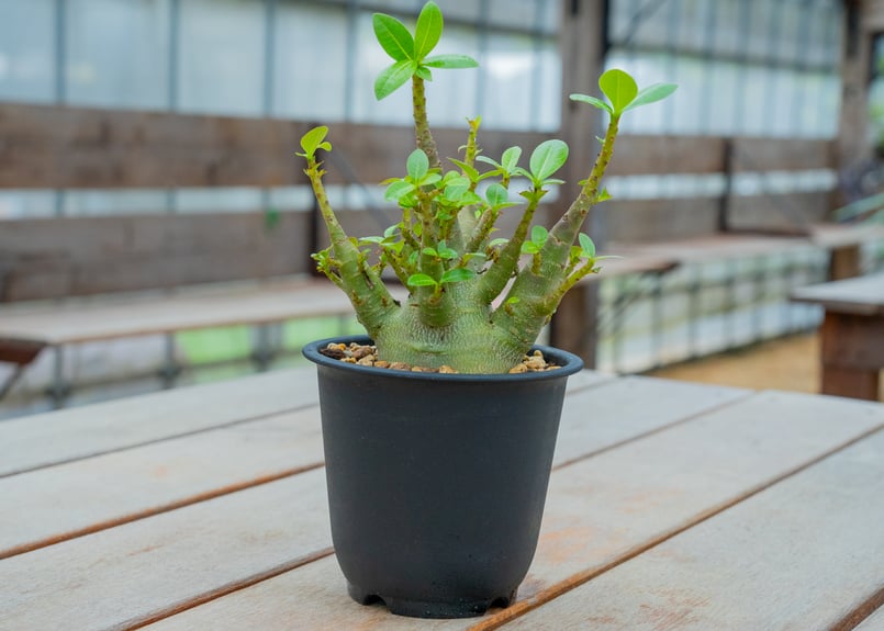 アデニウム 塊根植物 楽天市場】塊根植物 多肉植物 種子 種 盆栽 キョウチクトウ科