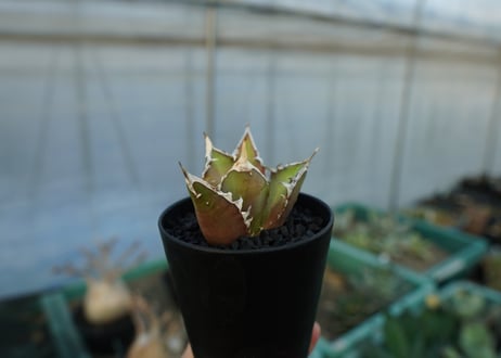 アガベ　チタノタ　レッドキャットウィーズル　Agave titanota Red catweezle