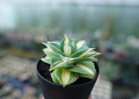 アガベ　王妃雷神錦　黄中斑　Agave　“Ohi Raijin Nishiki Kinakahu”