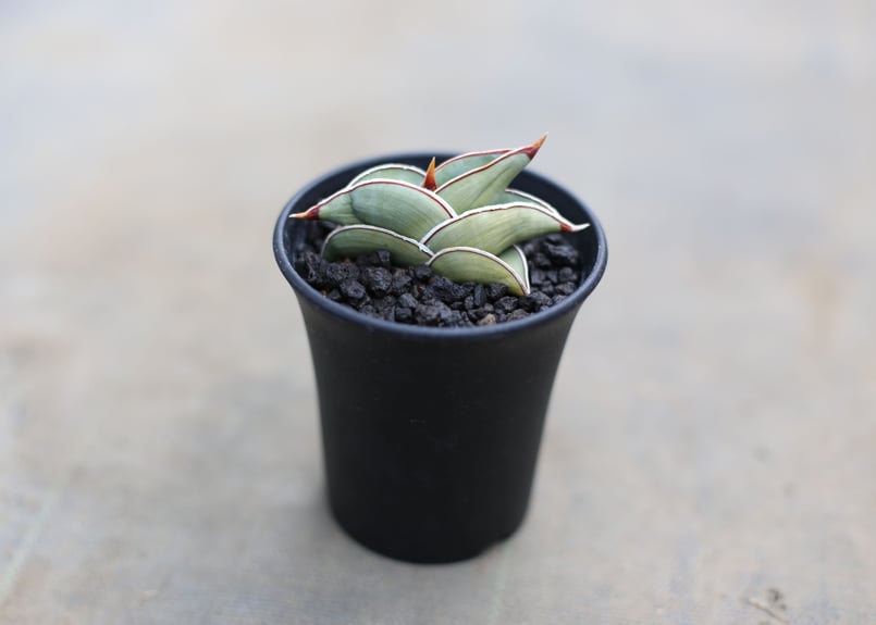 サンセベリア　バナナ　特大株　希少　送料無料 期間限定10％OFF！】【現品お届け】サンスベリア 3号 バナナ 生産鉢