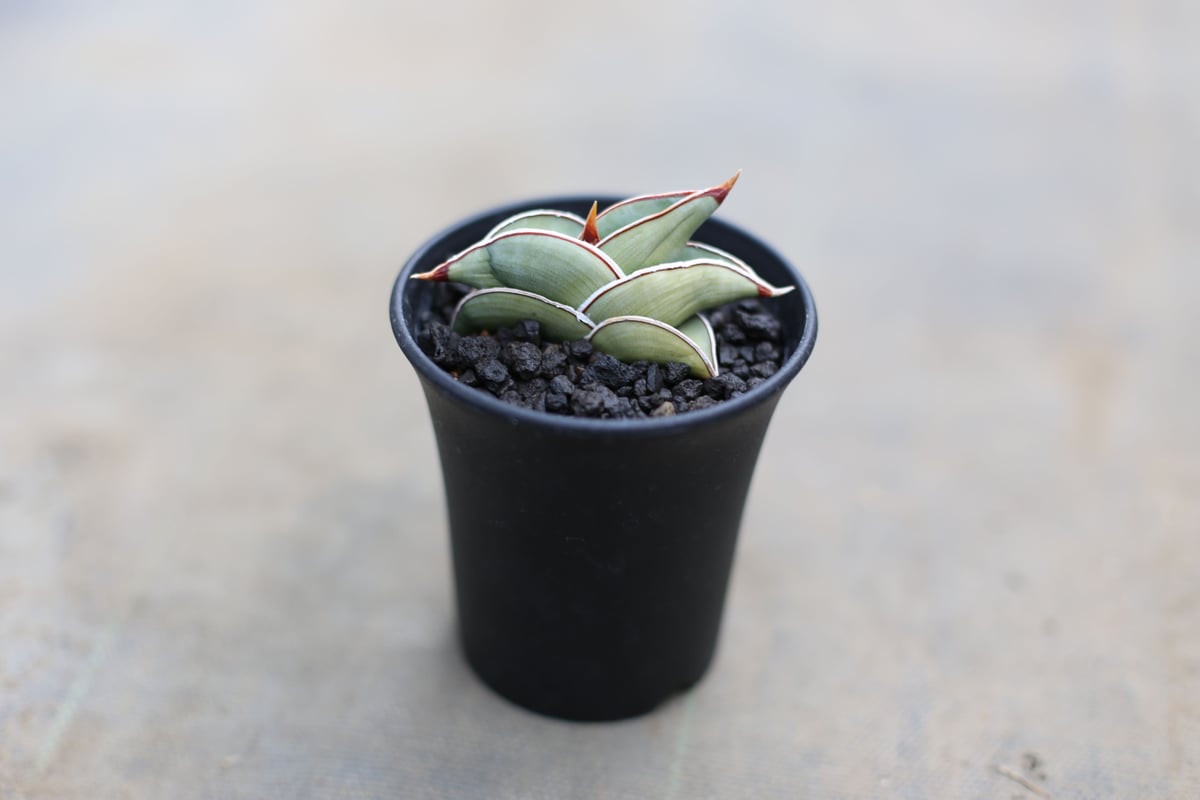 【〜9/22迄特価】コレクション株】サンスベリア エーレンベルギー バナナ 斑入 9/22迄特価】コレクション株】サンスベリア エーレンベルギー バナナ