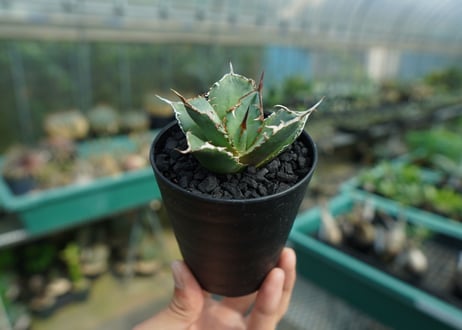 アガベ　チタノタ　FO-76　Agave titanota  FO-76　No.2