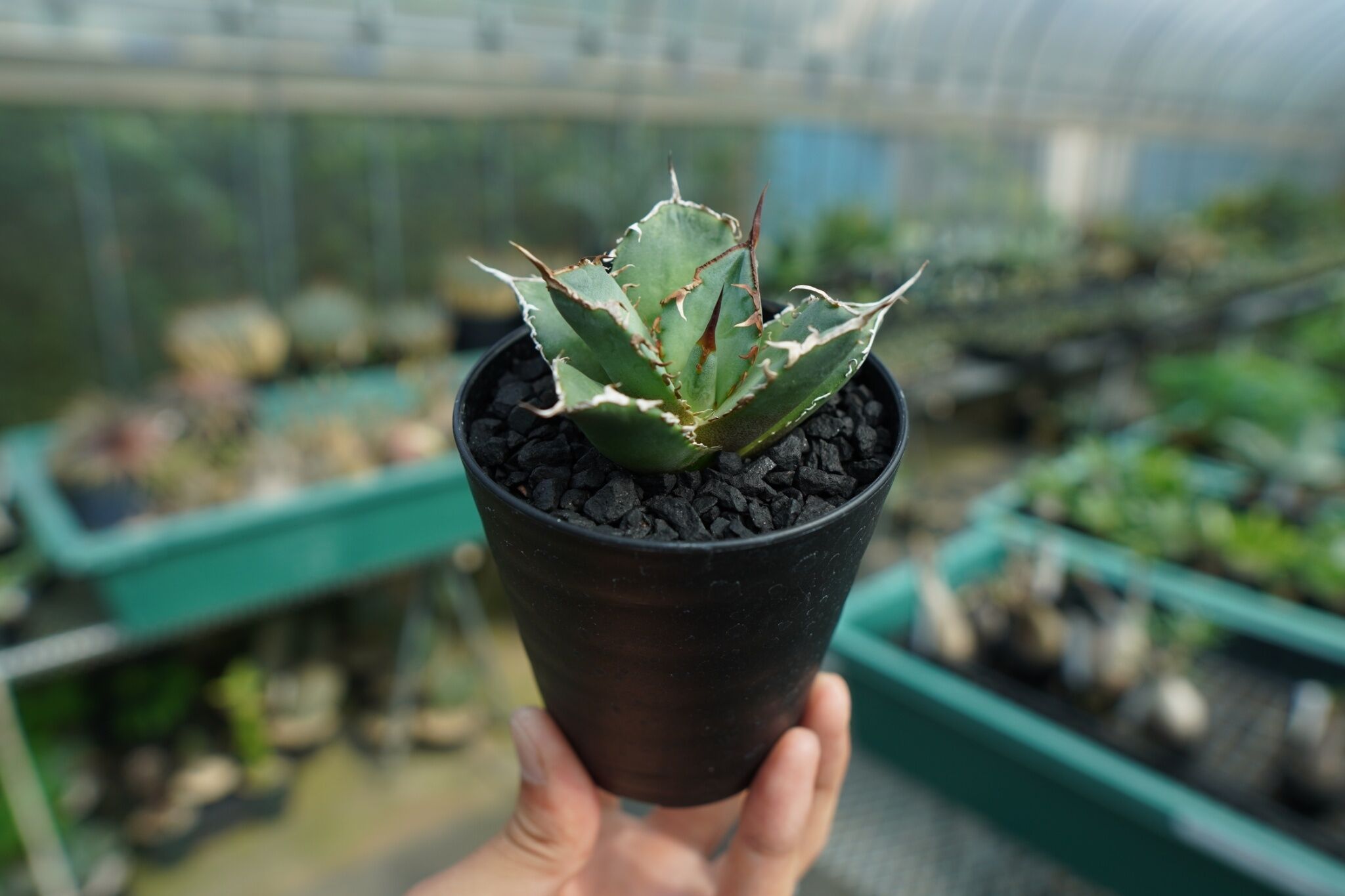アガベ チタノタ FO-76 Agave titanota FO-76 No.2 | man