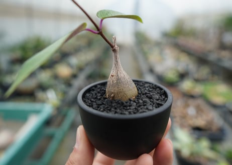 ペトペンチア　ナタレンシス　Petopentia natalensis  No.2