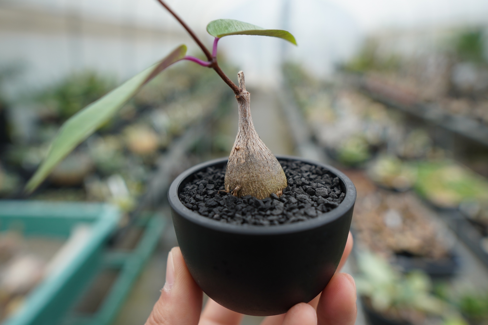 ペトペンチアナタレンシス　抜き苗発送 ペトペンチア ナタレンシス Petopentia natalensis No.2 | man