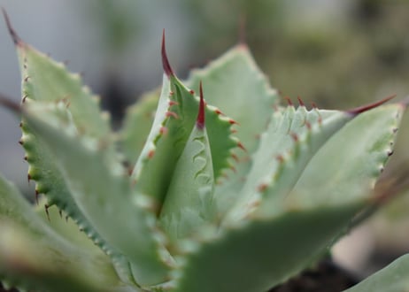 Agave potatorum×Isthmensis No.1