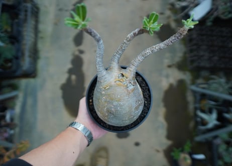 パキポディウム　グラキリス　 Pachypodium Gracilius  No.3