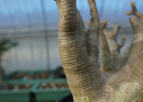 パキポディウム マカイエンセ　Pachypodium makayense　No.1