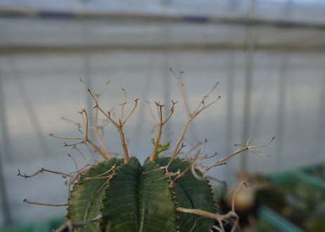 ユーフォルビア　スーパーバリダ　Euphorbia super valida  No.1