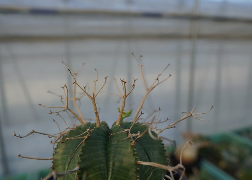 スーパーバリダ ユーフォルビア スーパーバリダ Euphorbia super valida | mana's