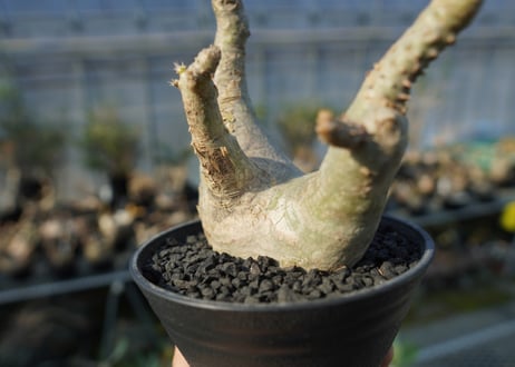 パキポディウム マカイエンセ　Pachypodium makayense　No.5