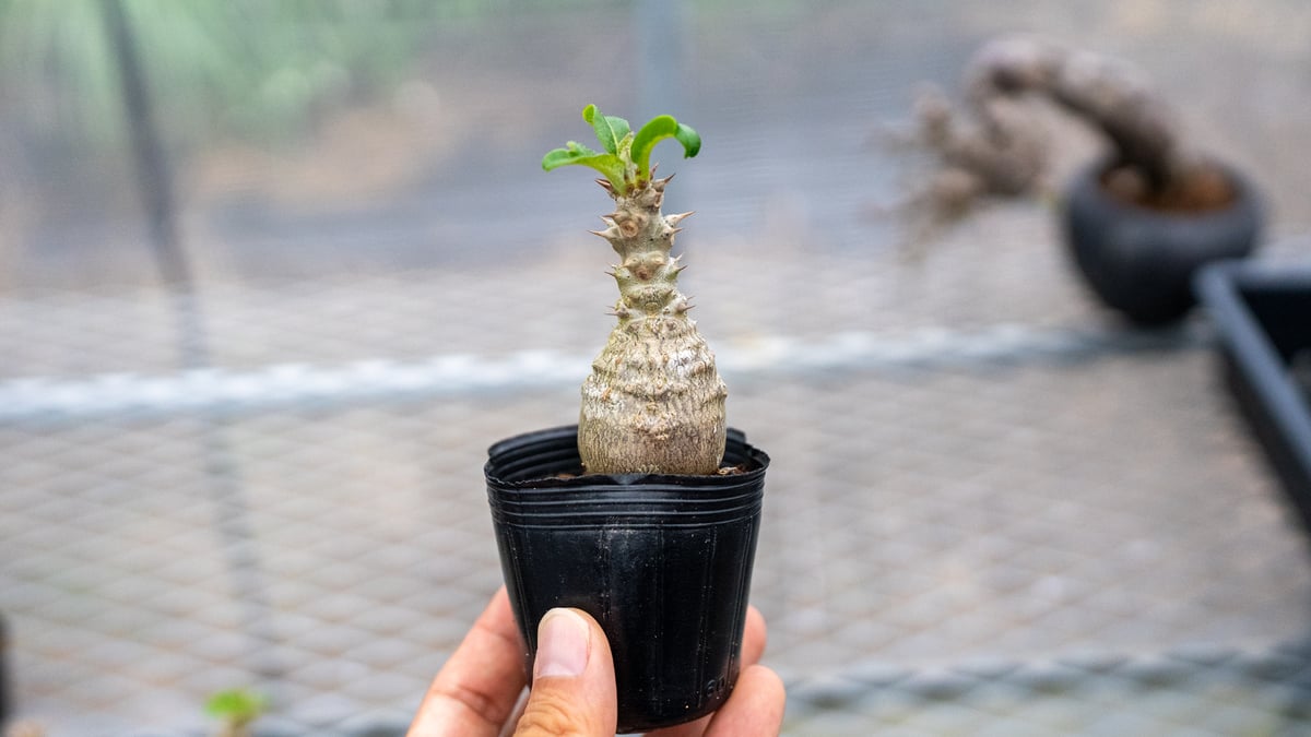 超新鮮　パキポディウム　ウィンゾリー　種子　7月下旬採種　10粒　塊根植物 パキポディウム ウィンゾリー 沖縄実生 No.1 | mana's farm:塊根植物