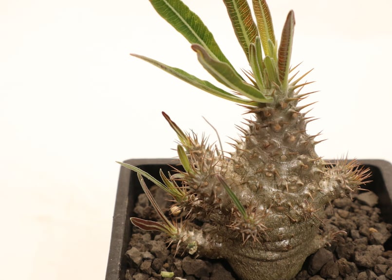 パキポディウム グラキリス 実生 | mana's farm:塊根植物・アガベ