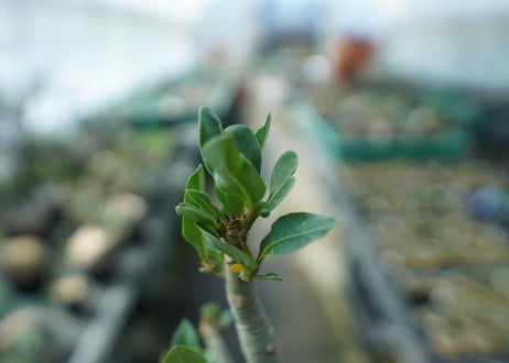 アデニウム　Adenium　No.10