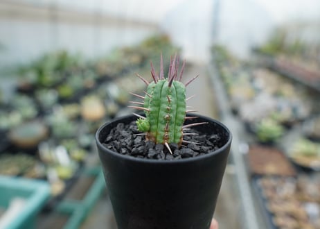 ユーフォルビア　フェロックス　Euphorbia ferox