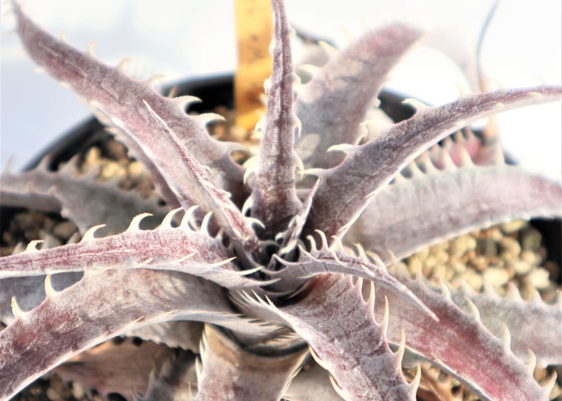 Dyckia Rock x ML Red | mana's farm:塊根植物・アガベ・ドラ