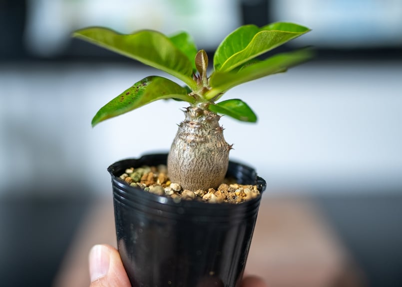 パキポディウム ウィンゾリー 沖縄実生 | mana's green:塊根植物 パキポディウム ウィンゾリー 沖縄実生 | mana's green:塊根植物
