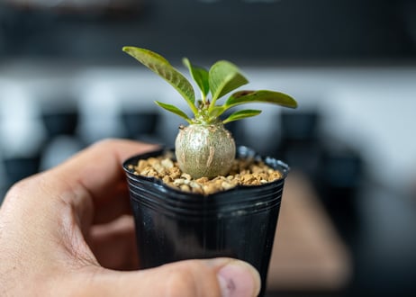 パキポディウム　ウィンゾリー　Pachypodium baronii var. windsorii　沖縄実生