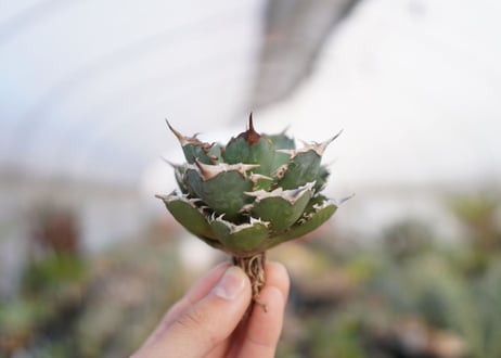 agave titanota  FO-76　No.2