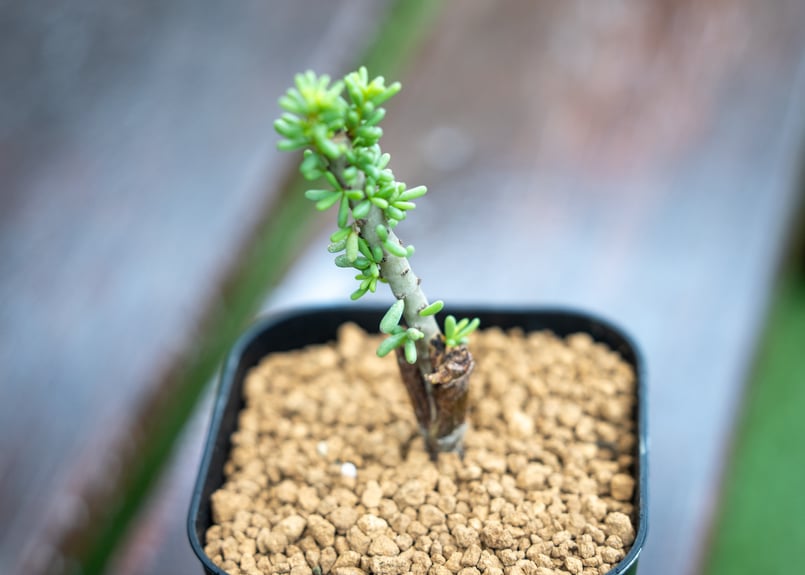 ケラリア ナマクエンシス 接ぎ木 | mana's farm:塊根植物・アガベ