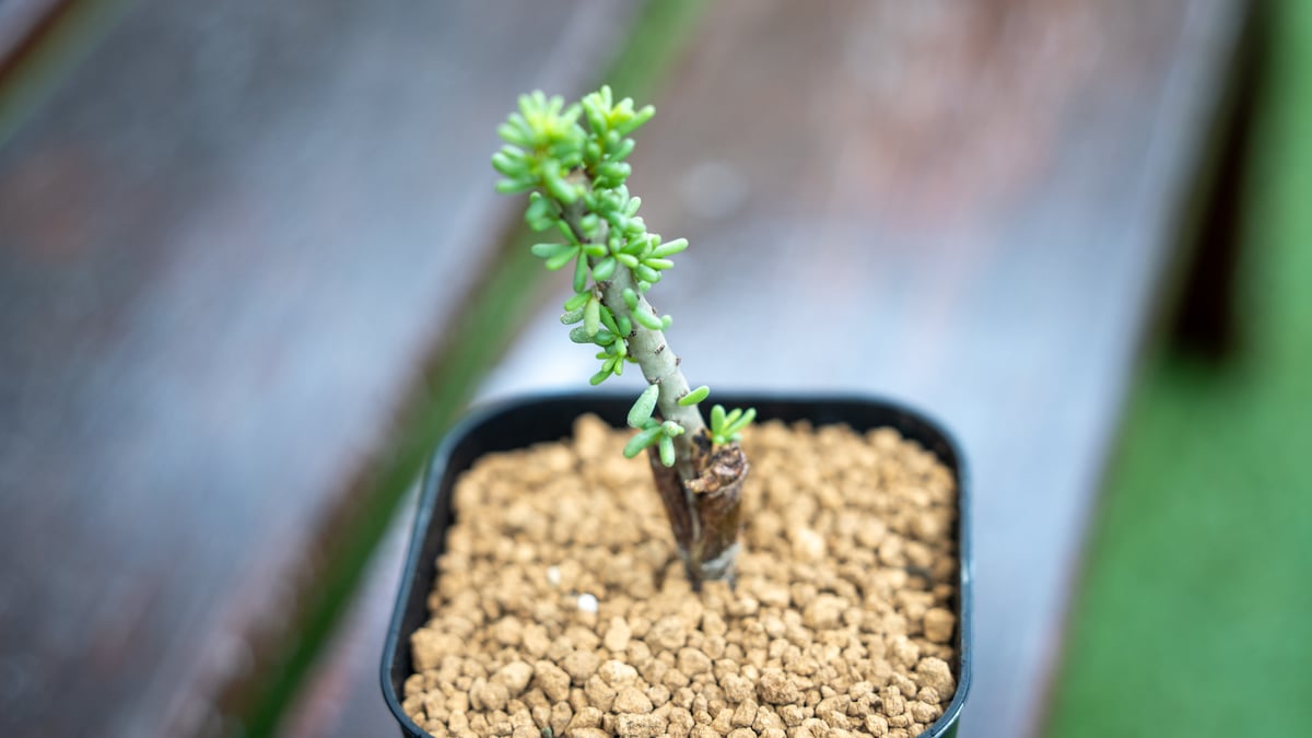 接木　ケラリア　ナマクエンシス ケラリア ナマクエンシス 接ぎ木 | mana's farm:塊根植物・アガベ