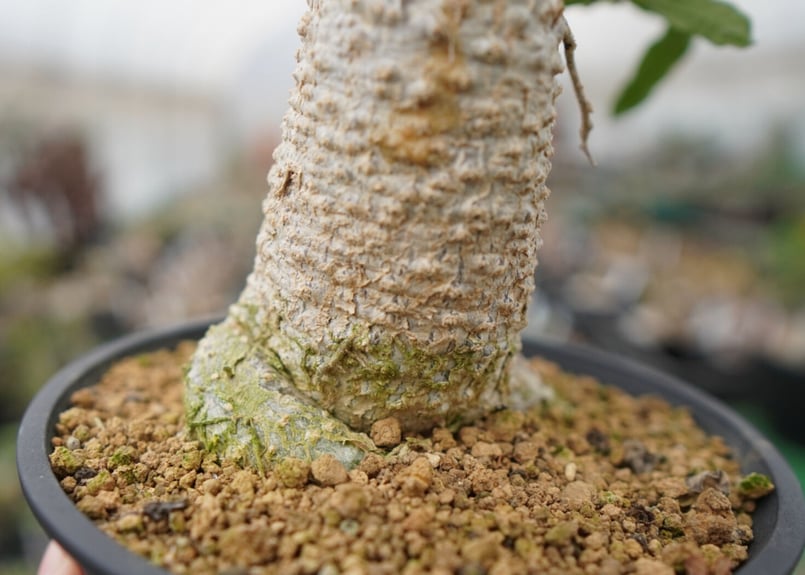 フォッケア エデュリス 火星人 | mana's farm:塊根植物・アガベ