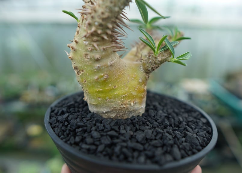 パキポディウム デンシフローラム Pachypodium densiflorum No.2