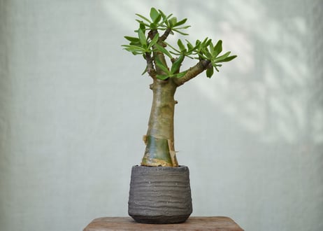 Tylecodon paniculatus